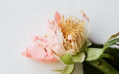 Fleurs de Bach pour la perte de poids : comment ça fonctionne ?