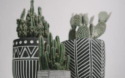 Nopal et perte de poids : avis et conseils d’utilisation de ce coupe-faim naturel