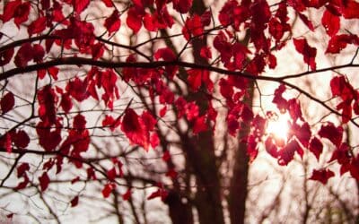 Vigne rouge et perte de poids : comment cette plante peut vous aider