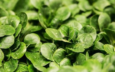 Manger de la mâche le soir : Bienfaits et impact sur votre santé digestive
